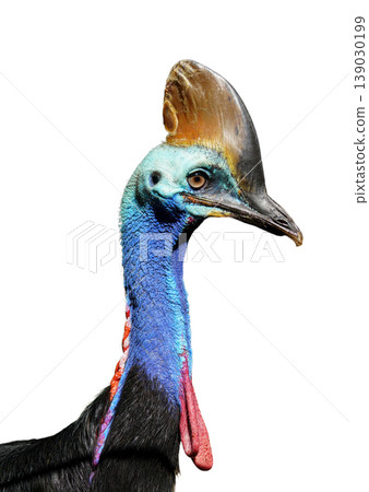 Close-up portrait of a Southern cassowary isolated Close-up portrait of a Southern cassowary isolated 139030199