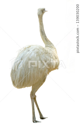 Greater Rhea (Rhea americana) standing isolated Greater Rhea (Rhea americana) standing isolated 139030200
