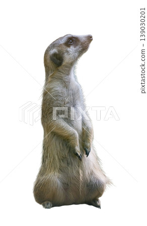 Cute meerkat standing isolated on white background Cute meerkat standing isolated on white background 139030201