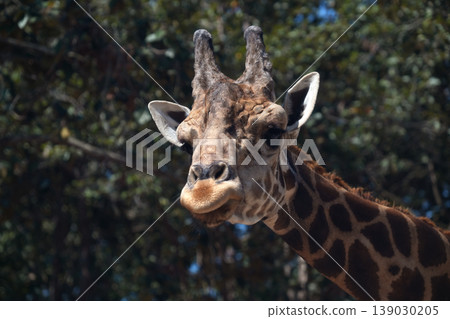 giraffe head with lush green tree canopy background giraffe head with lush green tree canopy background 139030205