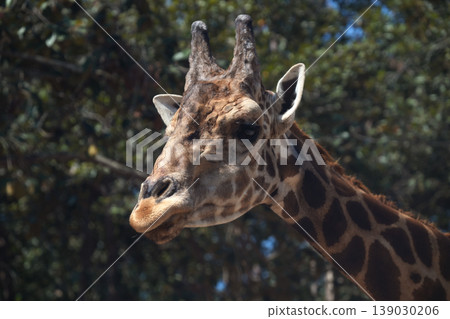 giraffe head with lush green tree canopy background 139030206