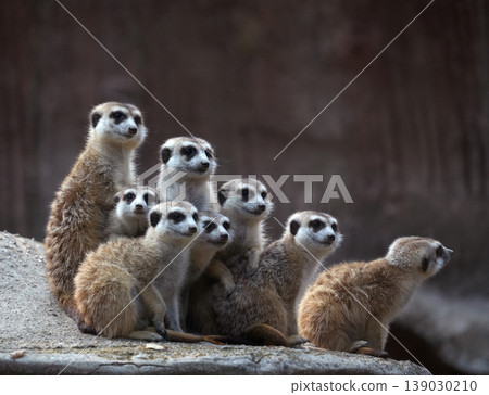 A group of meerkats standing on a rock acting as sentries in the savannah 139030210