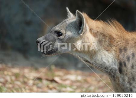 Spotted hyena looking away , side view Spotted hyena looking away , side view 139030215