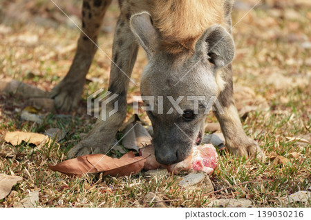 potted hyena carrying a piece of raw meat in its mouth 139030216