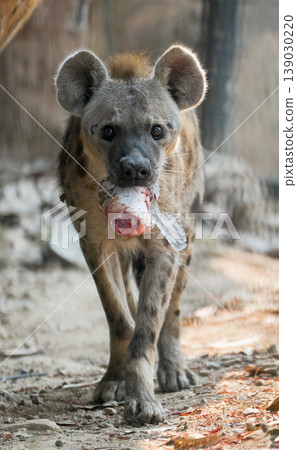 potted hyena carrying a piece of raw meat in its mouth 139030220