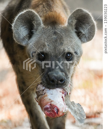 potted hyena carrying a piece of raw meat in its mouth 139030223