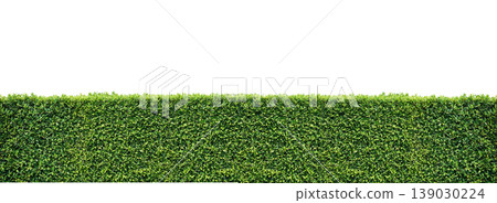 Green hedge isolated on white background 139030224