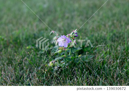 Meadow Geranium Growing Alone And Isolated In A Lawn Meadow Geranium Growing Alone And Isolated In A Lawn 139030672