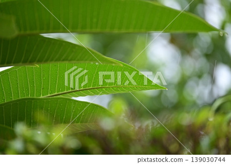 beautiful green leaf texture in springtime, water drop on frangipani leaves beautiful green leaf texture in springtime, water drop on frangipani leaves 139030744