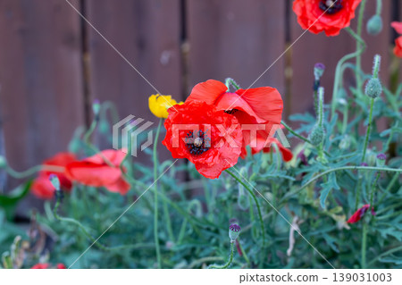 Bright Scarlet Red Oriental Poppies By Wooden Backyard Fence Bright Scarlet Red Oriental Poppies By Wooden Backyard Fence 139031003