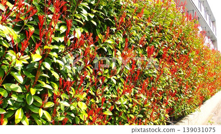 公寓大樓籬笆裡紅羅布麻樹的嫩葉 公寓大樓籬笆裡紅羅布麻樹的嫩葉 139031075