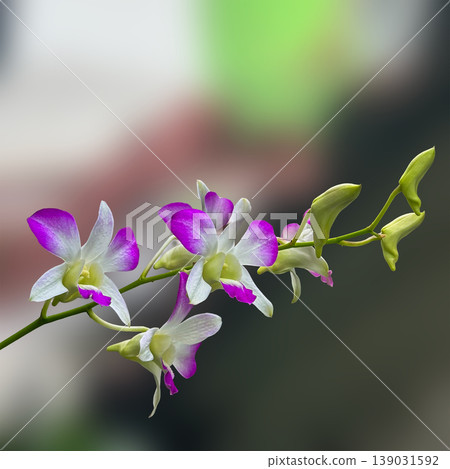 purple orchid flowers in the gardenpink orchid on a green background 139031592