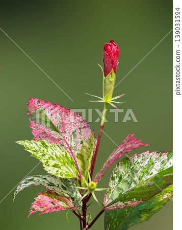 flower buds on the grassVariegated hibiscus.Variegated hibiscus flower buds. Tricolor hibiscus plant closeup view flower buds on the grassVariegated hibiscus.Variegated hibiscus flower buds. Tricolor hibiscus plant closeup view 139031594