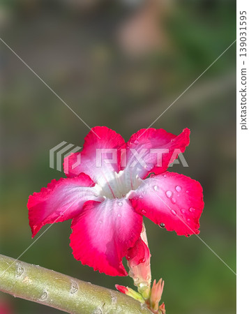 Flower of Pink Adenium, Close-up of adenium obesum, desert flowers 139031595