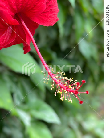red hibiscus flowers on green grass background red hibiscus flowers on green grass background 139031596