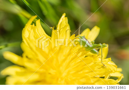 Tettigonia orientalis 幼蟲吃蒲公英花粉 Tettigonia orientalis 幼蟲吃蒲公英花粉 139031661