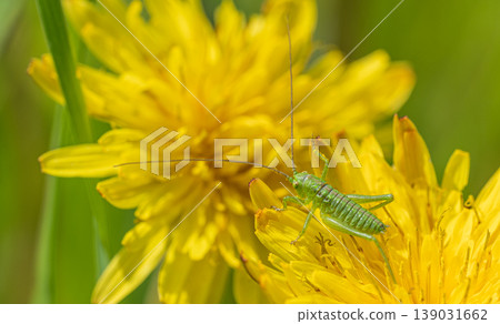 Tettigonia orientalis 幼蟲吃蒲公英花粉 Tettigonia orientalis 幼蟲吃蒲公英花粉 139031662