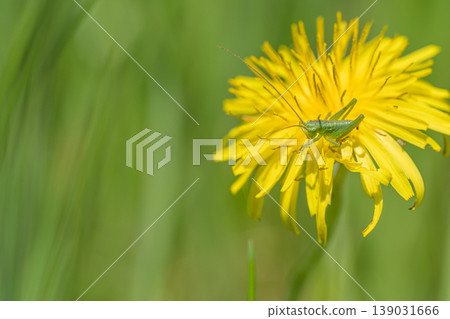 Tettigonia orientalis 幼蟲吃蒲公英花粉 Tettigonia orientalis 幼蟲吃蒲公英花粉 139031666