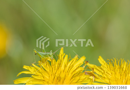 Tettigonia orientalis 幼蟲吃蒲公英花粉 Tettigonia orientalis 幼蟲吃蒲公英花粉 139031668