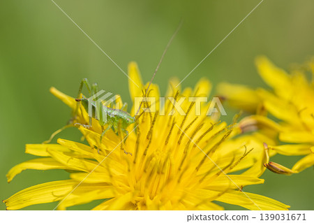 Tettigonia orientalis 幼蟲吃蒲公英花粉 Tettigonia orientalis 幼蟲吃蒲公英花粉 139031671