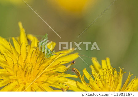 Tettigonia orientalis 幼蟲吃蒲公英花粉 Tettigonia orientalis 幼蟲吃蒲公英花粉 139031673