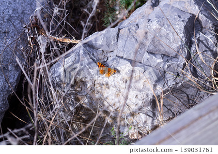 A Little Orange Butterfly, The Satyr Comma Basks In Autumn Sunlight A Little Orange Butterfly, The Satyr Comma Basks In Autumn Sunlight 139031761