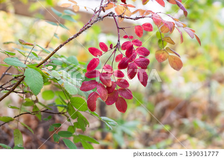 Wild Rose Foliage Changing Autumn Colors 139031777
