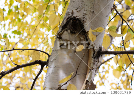 Background Of Paper Birch And Yellow Fall Foliage Background Of Paper Birch And Yellow Fall Foliage 139031789
