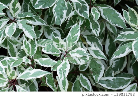 Background Wallpaper Of Variegated Ivory Halo Dogwood Leaves Background Wallpaper Of Variegated Ivory Halo Dogwood Leaves 139031798
