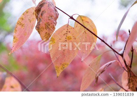 Red Osier Dogwood And Fading Falltime Foliage 139031839