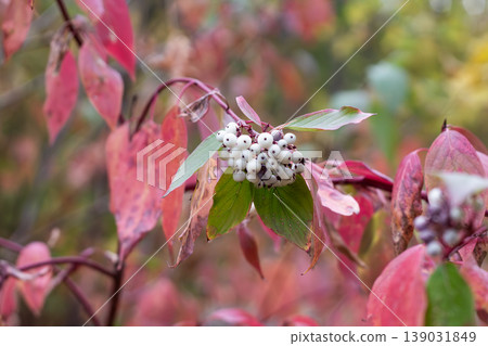Autumn Foliage And White Berries Of Red Osier Dogwood  139031849