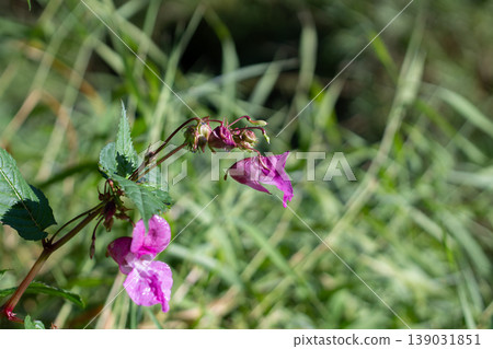 Exotic Himalayan Balsam And Its Unusual Pink Flowers Exotic Himalayan Balsam And Its Unusual Pink Flowers 139031851