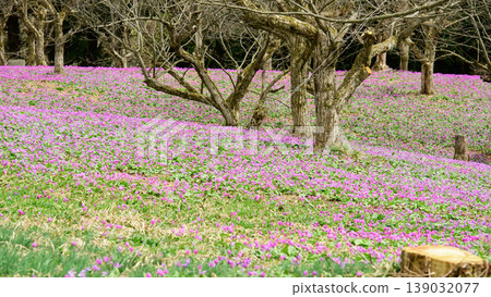A chestnut orchard in Akita Prefecture, where dogtooth violets bloom beautifully. A chestnut orchard in Akita Prefecture, where dogtooth violets bloom beautifully. 139032077