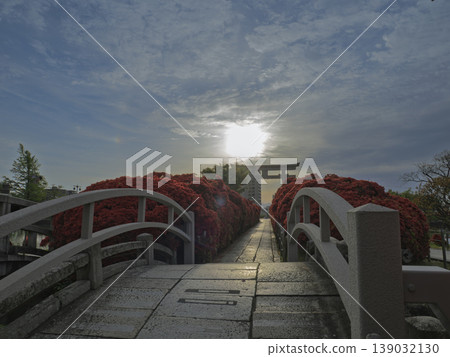 長岡天神神社的杜鵑花在陽光下熠熠生輝。 長岡天神神社的杜鵑花在陽光下熠熠生輝。 139032130