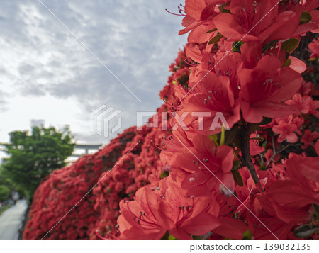 Enveloped in passionate red, the Kirishima azaleas are in full bloom. Enveloped in passionate red, the Kirishima azaleas are in full bloom. 139032135