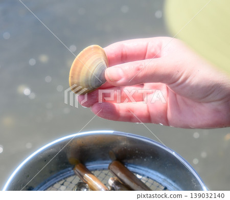 Hands picking up clams while clam digging 139032140