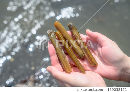 一位婦女拿著她在挖蛤蜊時收集的竹蟶。 一位婦女拿著她在挖蛤蜊時收集的竹蟶。 139032151