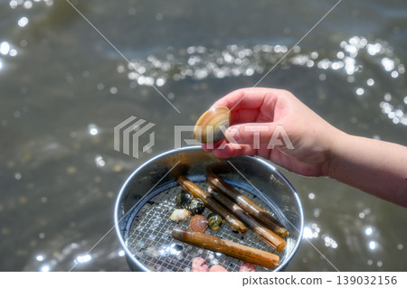 Hands picking up clams while clam digging 139032156