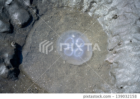 Jellyfish in a puddle 139032158