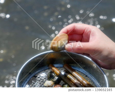 Hands picking up clams while clam digging 139032165