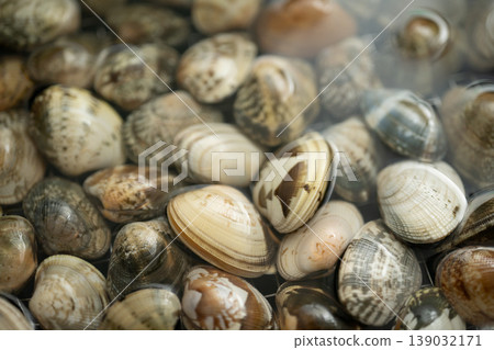 Close-up of many clams 139032171