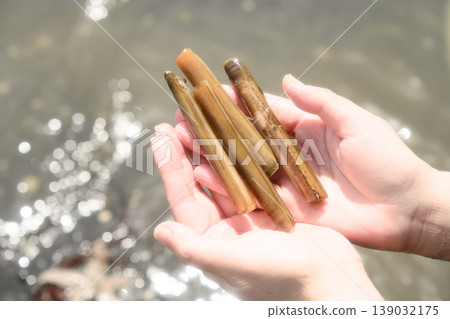 A woman's hands holding razor clams she collected while clam digging. A woman's hands holding razor clams she collected while clam digging. 139032175