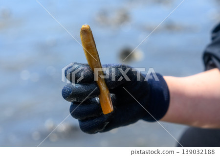 A hand grabbing a razor clam while clam digging. A hand grabbing a razor clam while clam digging. 139032188