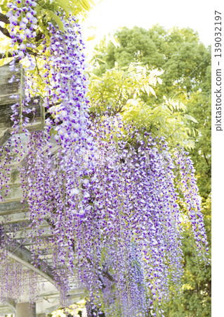 A wisteria trellis and wisteria blossoms in full bloom, shining in the backlight. A wisteria trellis and wisteria blossoms in full bloom, shining in the backlight. 139032197