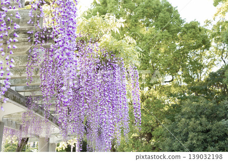 A beautiful scene of wisteria flowers blooming on a wisteria trellis in the park. A beautiful scene of wisteria flowers blooming on a wisteria trellis in the park. 139032198