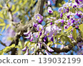 紫藤花在藍天下的特寫。 139032199