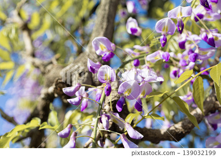 A close-up of wisteria flowers against a blue sky. 139032199