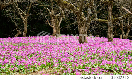 A chestnut orchard in Akita Prefecture, where dogtooth violets bloom beautifully. 139032210