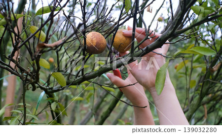 Close-up of hand of woman picking a fresh ripe tangerine orange directly from a tree branch on a farm. Harvest picking concept Close-up of hand of woman picking a fresh ripe tangerine orange directly from a tree branch on a farm. Harvest picking concept 139032280