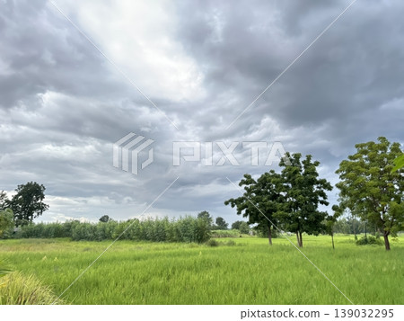 Dramatic Stormy Sky Over Lush Green Rice Field and Trees in Rural Landscape 139032295
